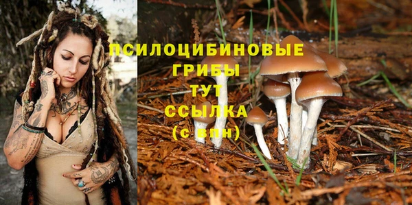 крисы Магас